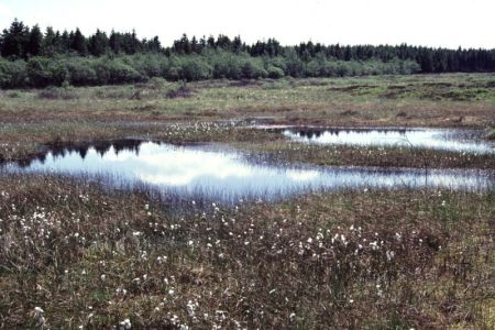 01.07.1994: Brackvenn
