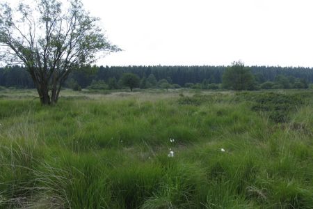06.06.2007: Steinleyvenn