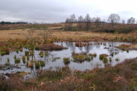 06.11.2002: Brackvenn