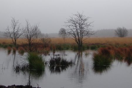 06.11.2002: Brackvenn