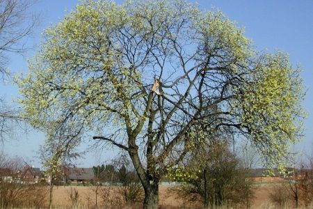 15.04.2003: Geich