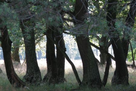 15.08.2010: Satzvey