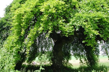 16.06.2002: Blankenheimerdorf
