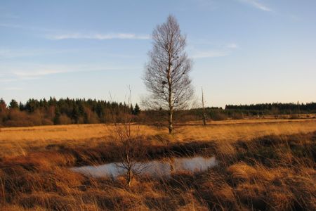 19.11.2009: Großes Venn