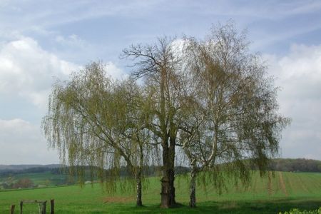 25.04.2004: Pesch.jpg