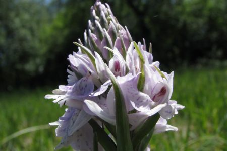 25.05.2011: Ormont
