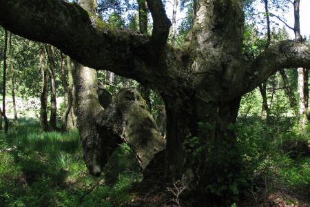 25.05.2011: Ormont