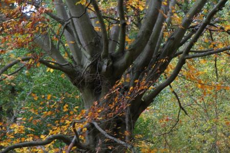 26.10.2004: Mechernich