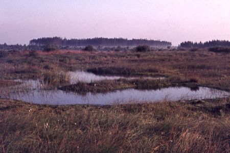 27.07.1975: Brackvenn